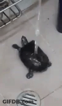 Turtle Lying In Sink GIF