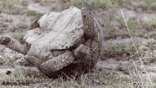 Turtle Lying On Back On Grass GIF