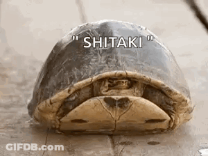Turtle Lying On Back With Shitaki GIF