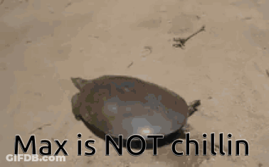 Turtle On Ground With Max Not Chillin GIF