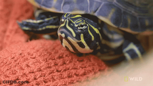 Turtle On Red Blanket With National Geographic Logo GIF
