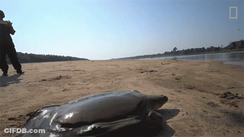 Turtle On Sand Near Water National Geographic Logo GIF