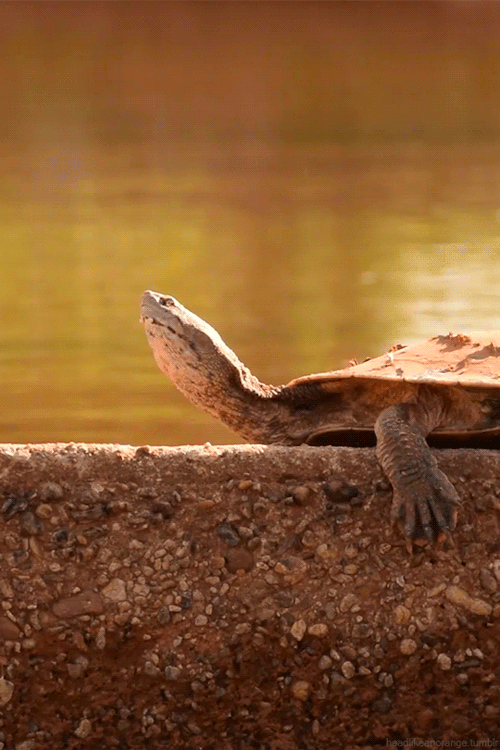 Turtle Peaceful Relaxing Sun Bathing GIF