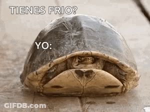 Turtle Peekaboo GIF