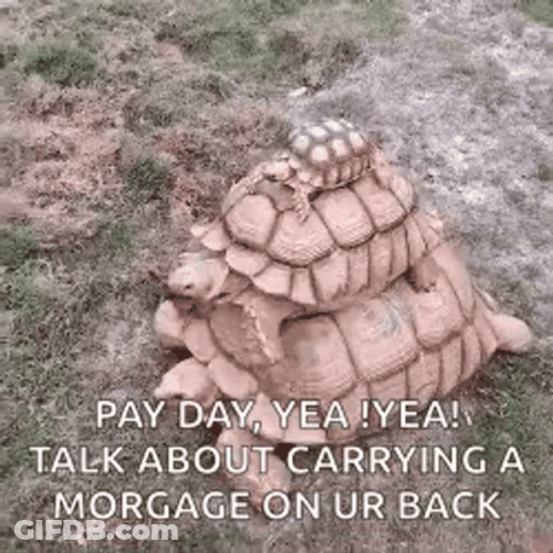 Turtle Riding Turtle Tuesday Mortgage Meme GIF