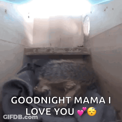 Turtle Saying Goodnight Mama I Love You GIF
