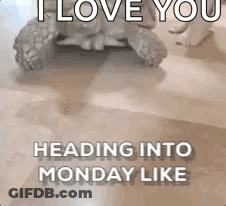 Turtle Saying I Love You GIF