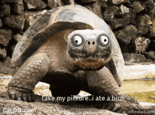 Turtle Says Take My Picture I Ate A Bird GIF