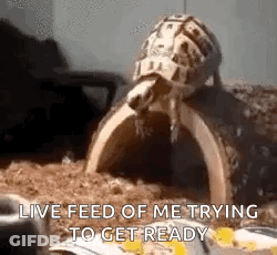Turtle Sitting On Dirt Pile GIF