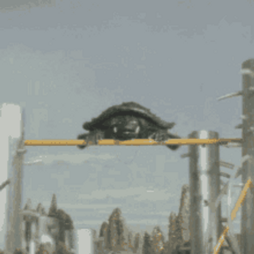 Turtle Spinning In Bar GIF