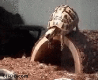 Turtle Standing On Wooden Log GIF