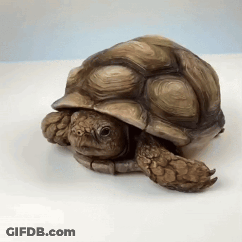 Turtle Statue Sitting On Table GIF