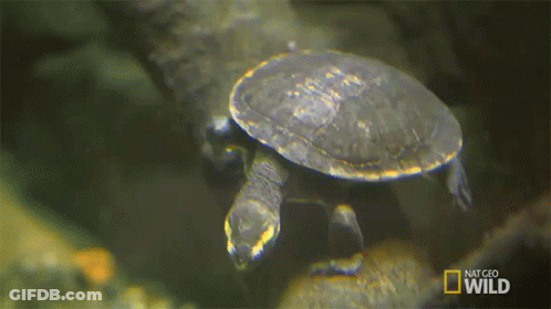 Turtle Swimming In National Geographic Wild Aquarium GIF