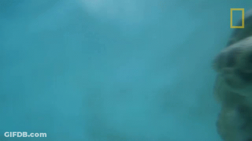 Turtle Swimming In Ocean With National Geographic Logo GIF