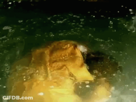 Turtle Swimming In Pond With Bubbles GIF