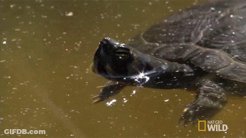 Turtle Swimming In Water With Nat Geo Wild GIF