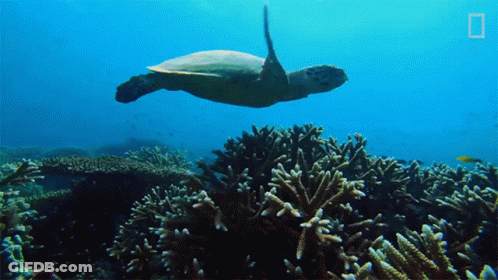 Turtle Swimming Over Coral Reef With National Geographic Logo GIF