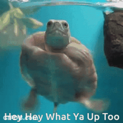 Turtle Swimming With Hey Hey What Ya Up Too GIF