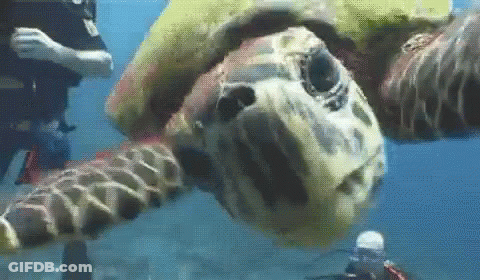 Turtle Swimming With Scuba Diver GIF