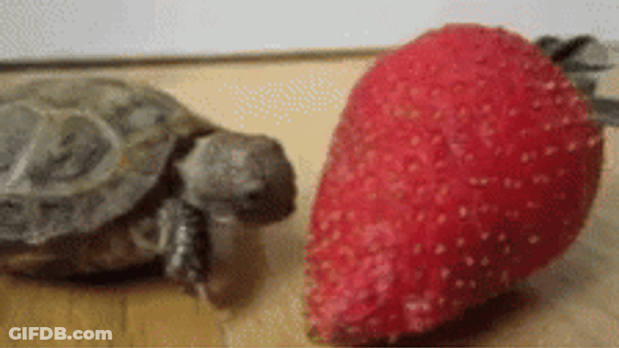 Turtle Trying To Bite Berry GIF