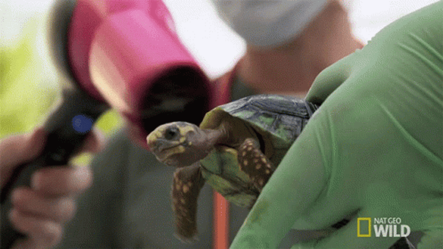 Turtle Tuesday Drying Shell National Geographic GIF