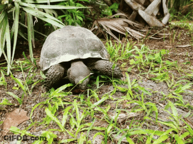 Turtle Tuesday Eating Grass In Wild GIF