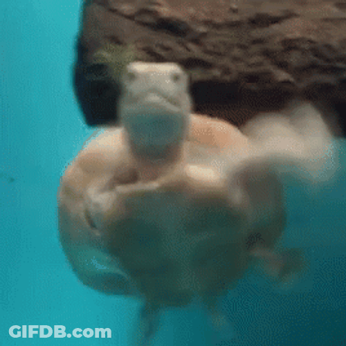 Turtle Tuesday Frantic Swim GIF