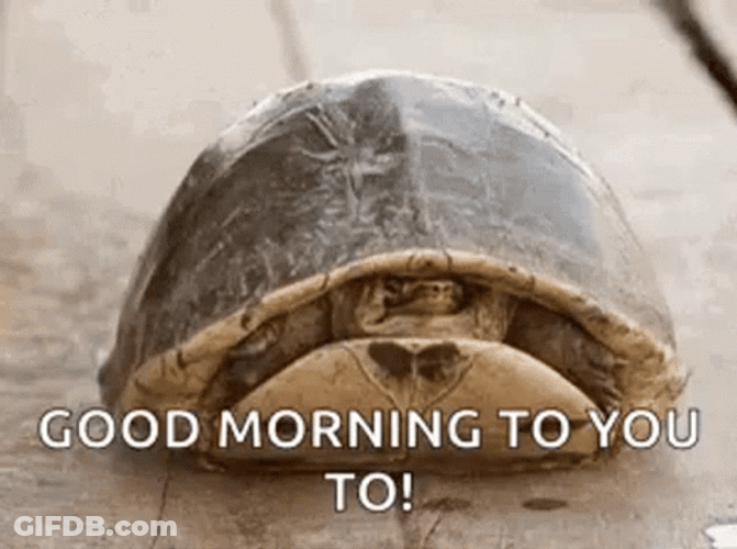 Turtle Tuesday Good Morning GIF
