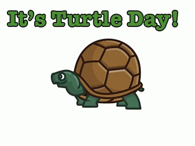Turtle Tuesday Hiding In Shell Cartoon GIF