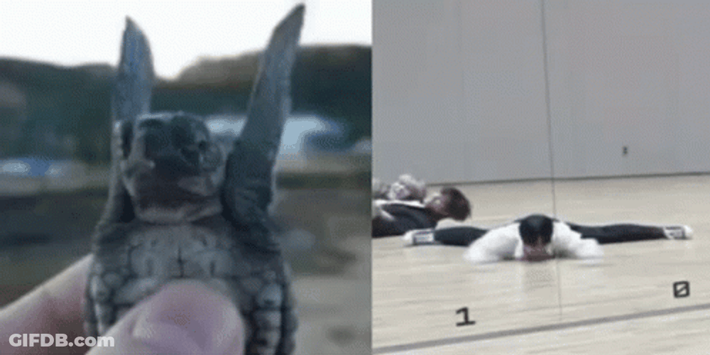 Turtle Tuesday Little Feet Flapping GIF