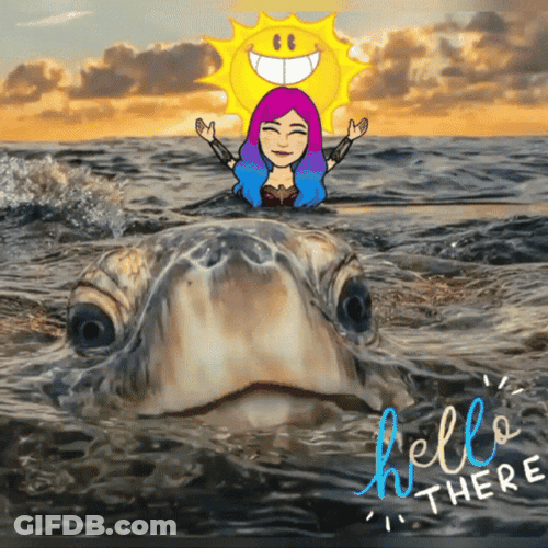 Turtle Tuesday Peeking Head Hello There GIF