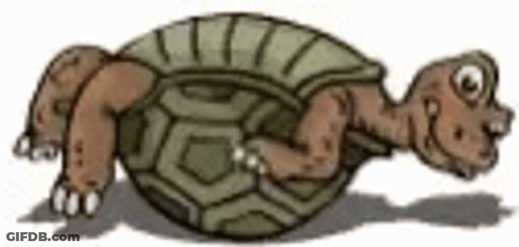 Turtle Tuesday Reverse Shell Dancing GIF