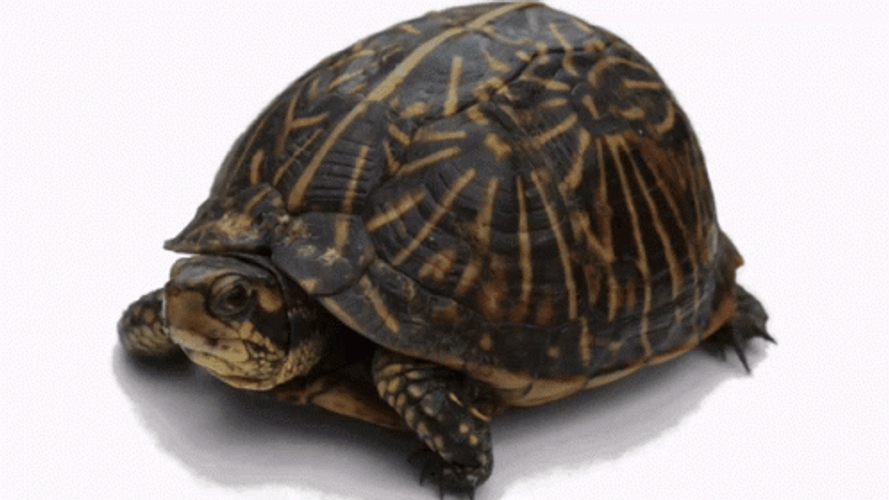 Turtle Tuesday Revolving Box Turtle GIF