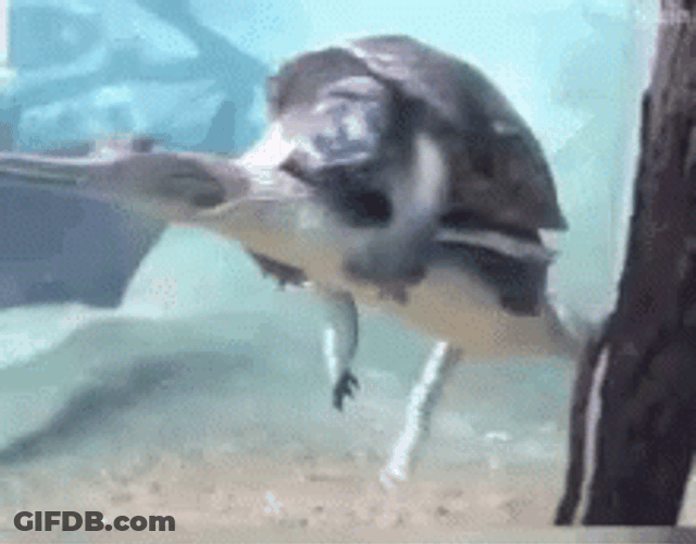 Turtle Tuesday Riding Alligator GIF