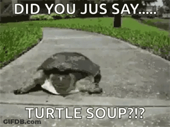 Turtle Tuesday Scared Ran Away Meme GIF