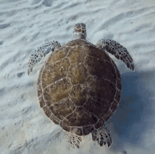 Turtle Tuesday Swimming Under Sea GIF