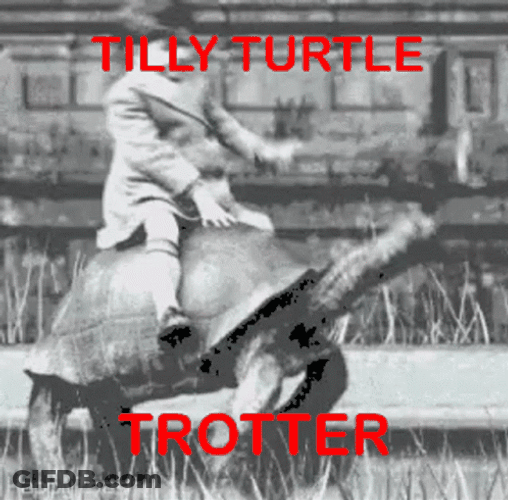 Turtle Tuesday Tilly Trotter Meme GIF