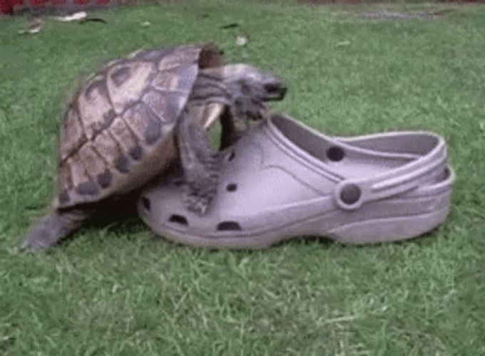 Turtle Versus Crocs Fighting GIF