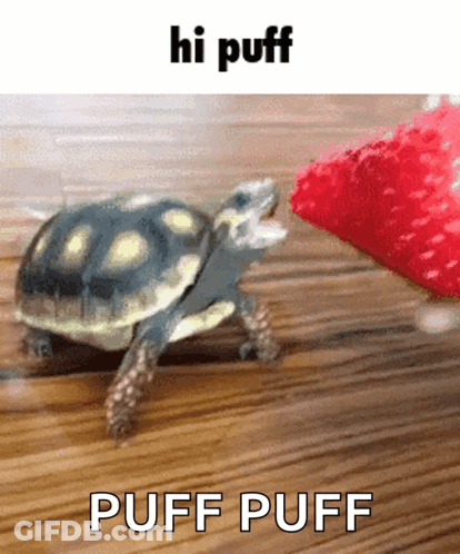 Turtle Walking Next To Strawberry GIF