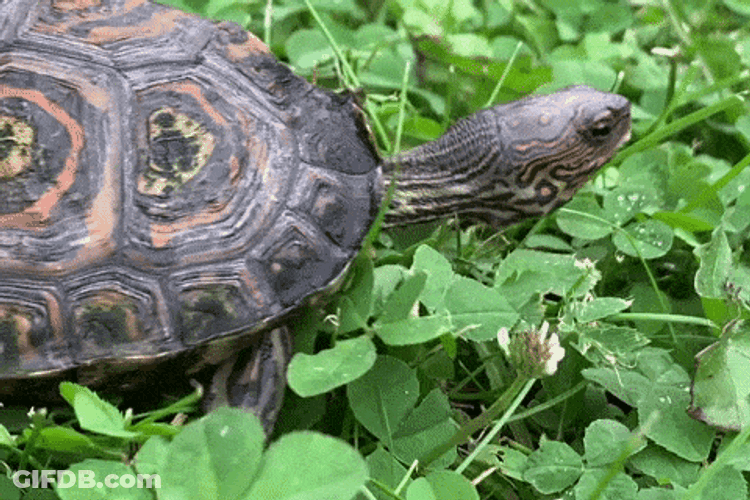 Turtle Walking Slow Over Leaves GIF