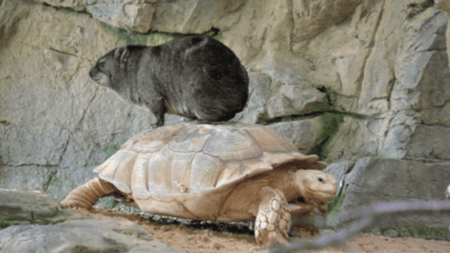 Turtle Walking Slowly With Beaver Riding GIF