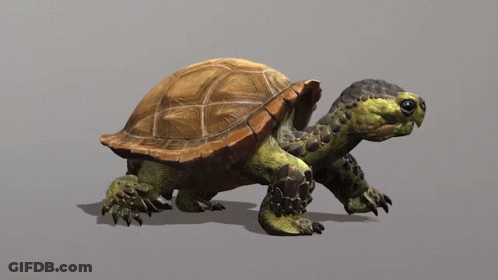 Turtle With Brown Shell And Green Head GIF