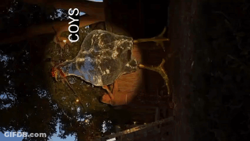 Turtle With Coys Text GIF