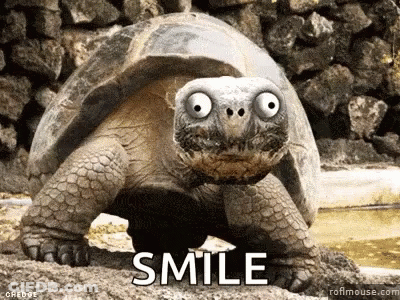 Turtle With Googly Eyes Smiling Saying Smile GIF
