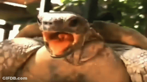 Turtle With Mouth Open And Tongue Hanging Out GIF
