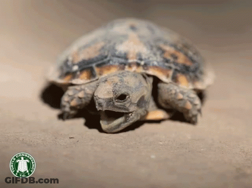 Turtle With Mouth Open US Conservation Corps Logo GIF