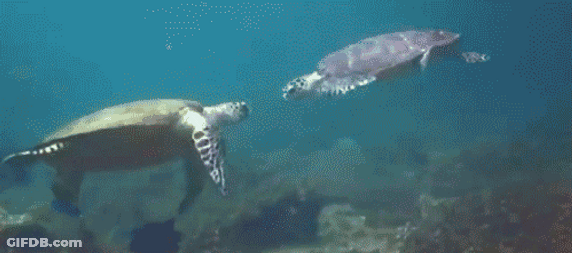 Turtles Handshake GIF