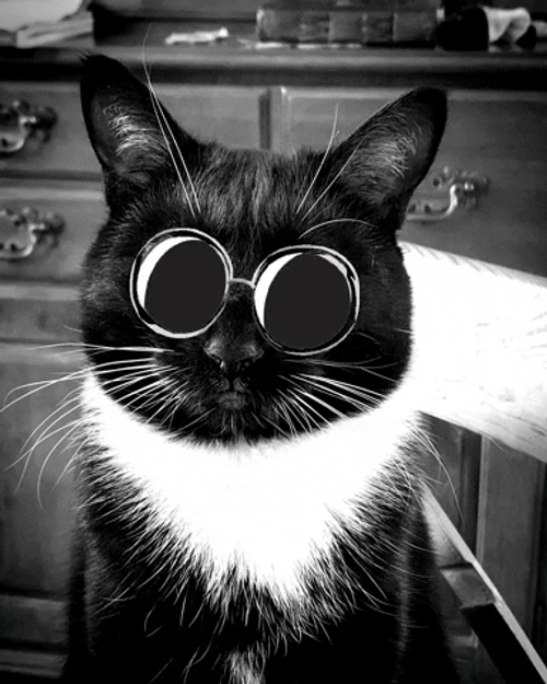Tuxedo Cat Wearing Glasses GIF