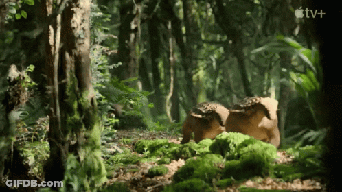 TV Logo At Bottom Of Forest Scene GIF