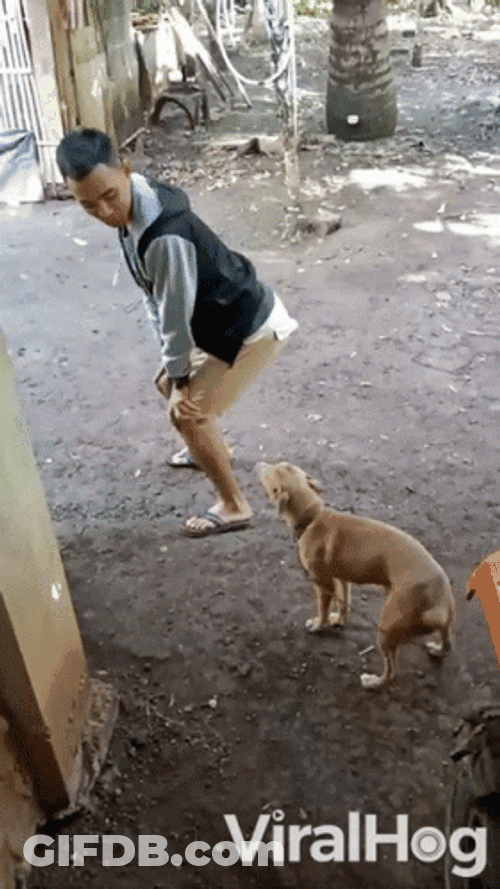 Twerking Dog GIF